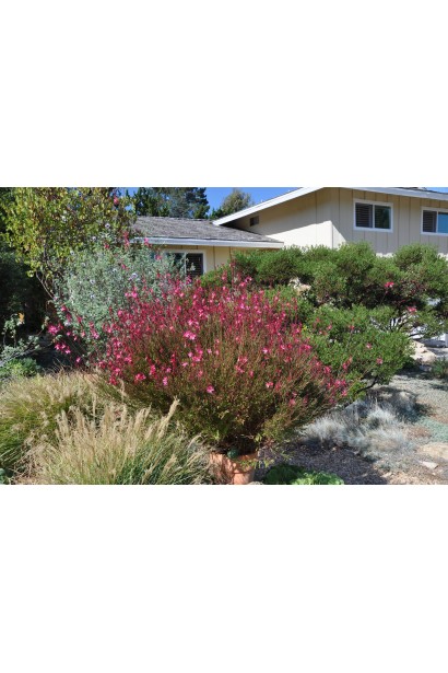 Гаура Ліндхеймера в саду біля будинку